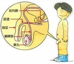 二,隐睾的症状是蚀么?